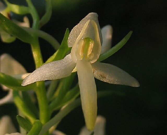 Platanthera chlorantha